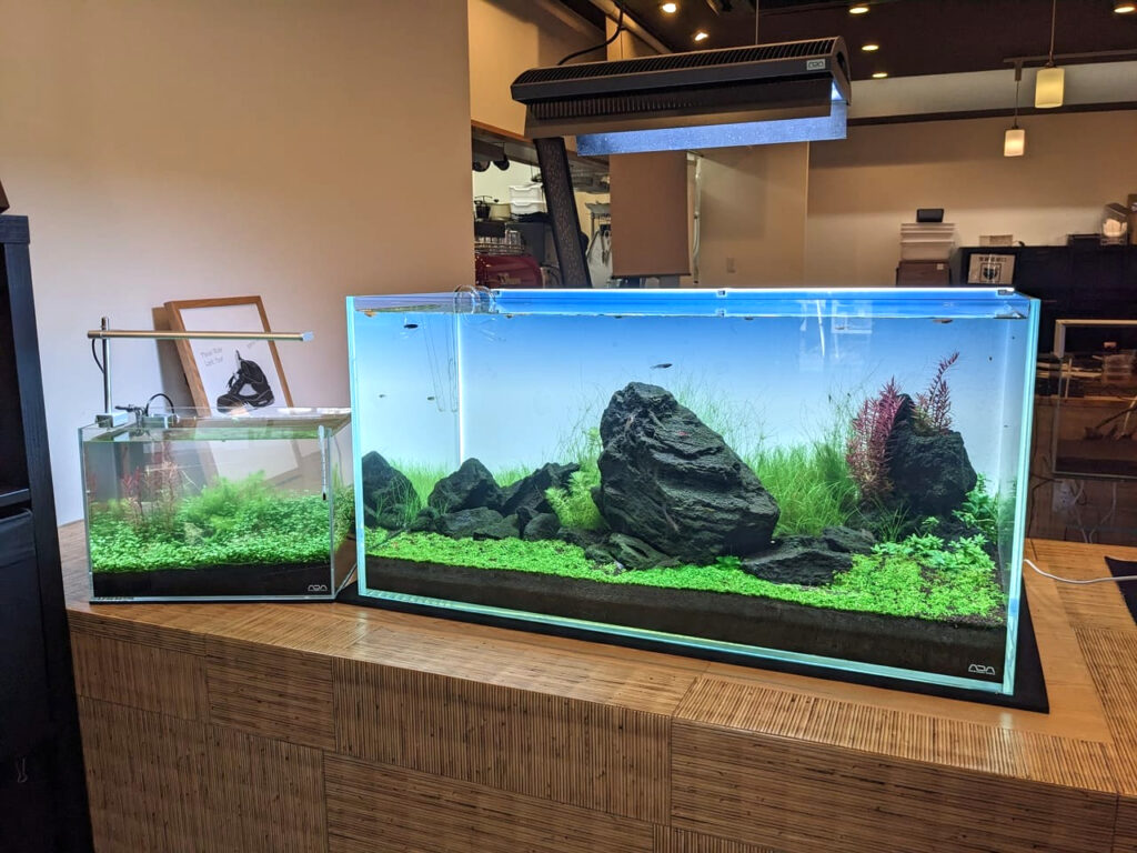 メダカフェ